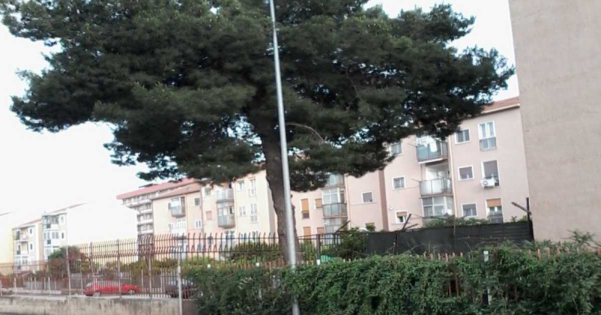 Contro tutto il condominio ferma l'abbattimento di un albero: cosa dice la legge