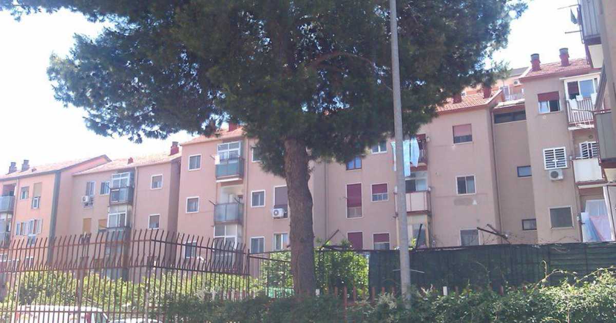 San Paolo, � battaglia per evitare l'abbattimento del pino: interviene anche l'assessore 