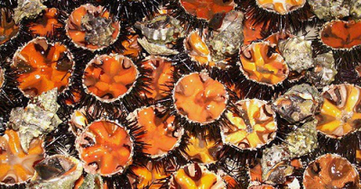 Pesca vietata, inquinamento, mare caldo: addio a ricci, spigole e ombrine