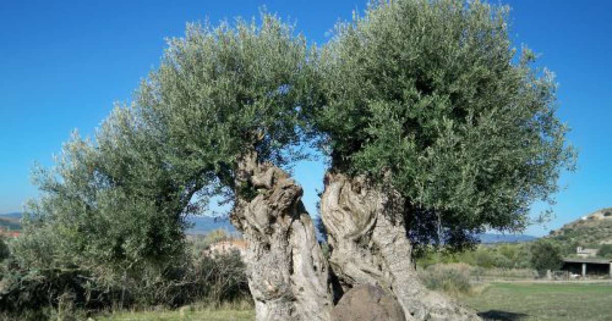 Ulivi secolari a rischio: la Regione vuole modificare la legge che li tutela