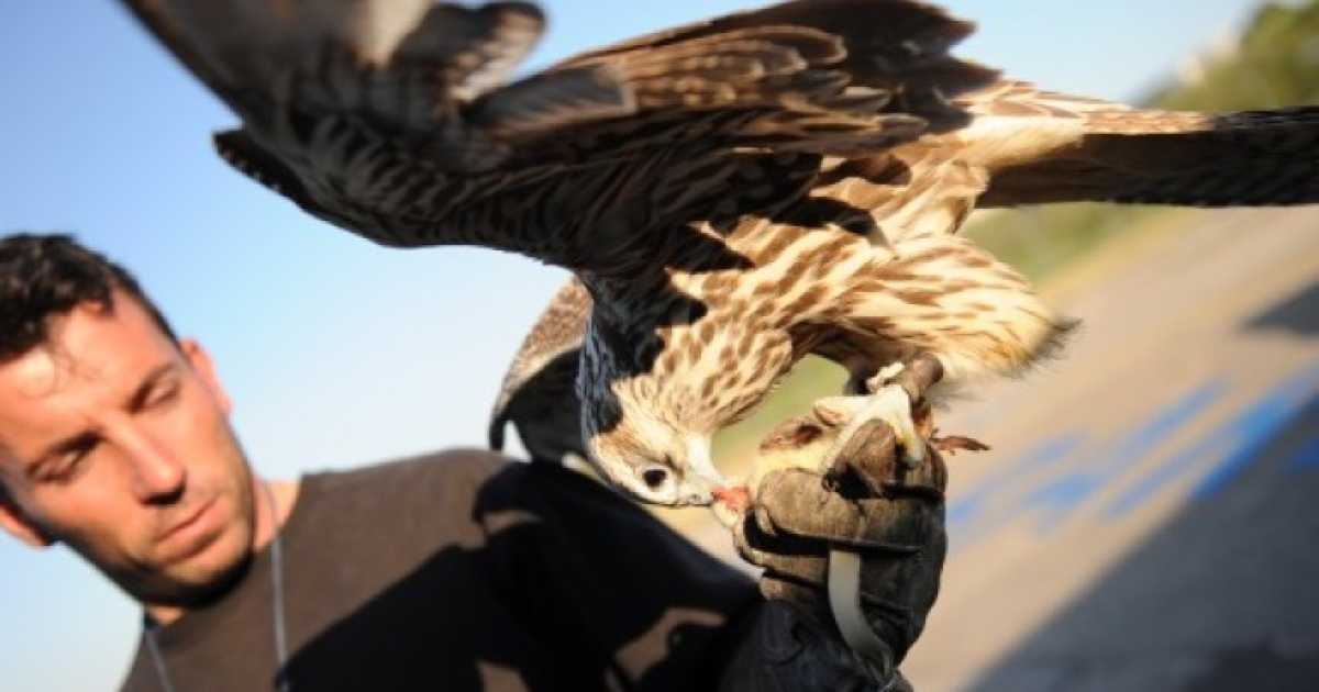 Caccia, spettacoli e sicurezza negli aeroporti: il falco torna protagonista