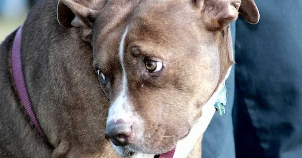 Vuoi un cane ma non lo puoi tenere in casa? C'� l'adozione a distanza