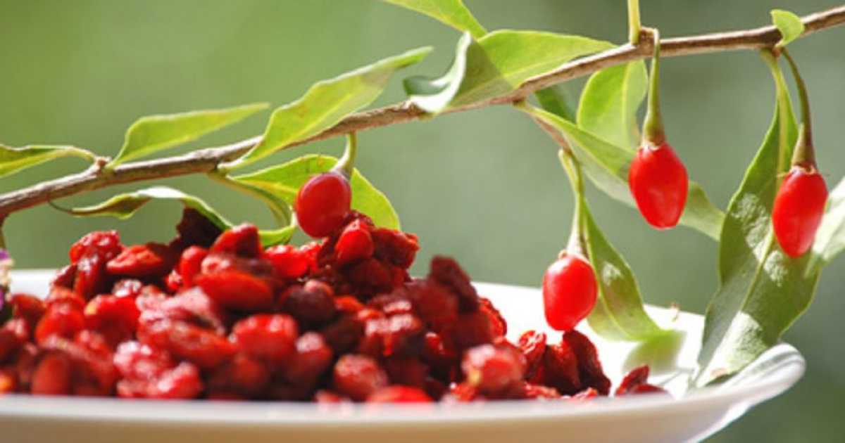 Alimentazione, i miti da sfatare: �Mangiate ciliegie non bacche di goji�