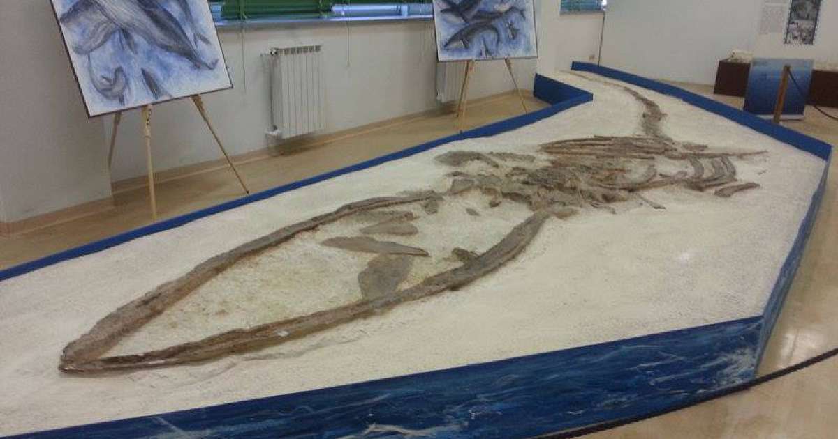 La balenoptera: giace dimenticato il fossile del pi� grande animale barese