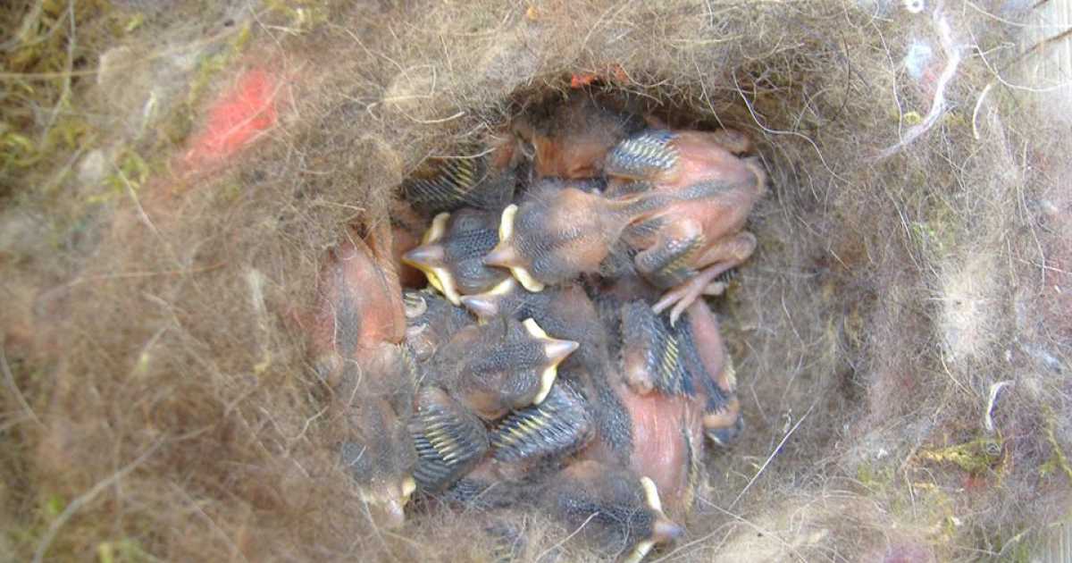 Il birdgardening: giardini, terrazzi e balconi diventano nidi per uccelli