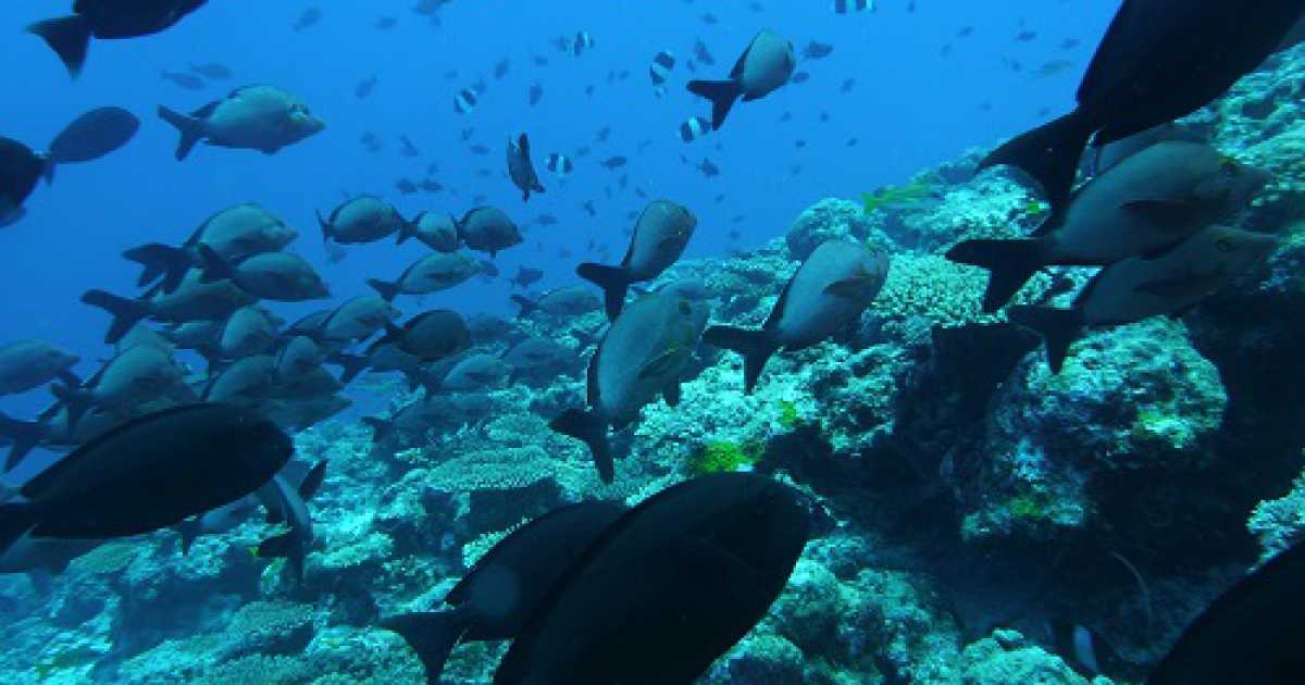 Nuovi animali e surriscaldamento: l'Adriatico sempre pi� mare tropicale