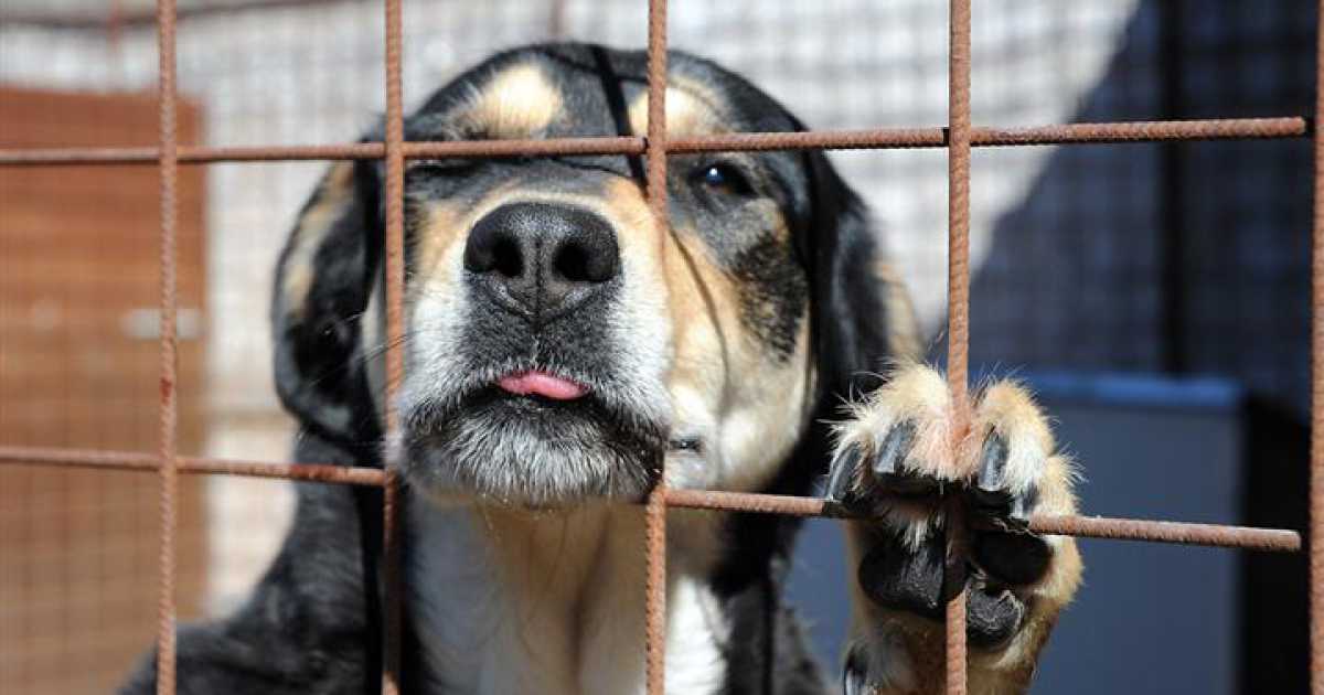 Palo del Colle, il Comune offre 2.100 euro a chi adotta un cane randagio