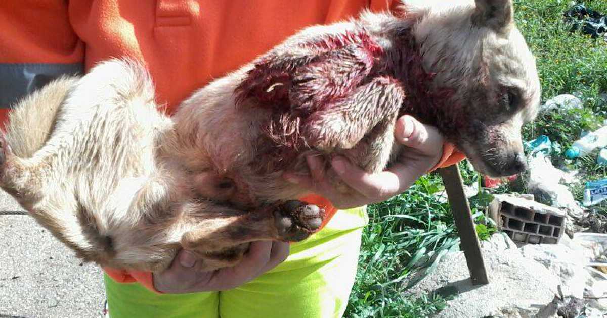 Grumo, cane agonizza al mercato: �Dissanguato tra l'indifferenza dei passanti�