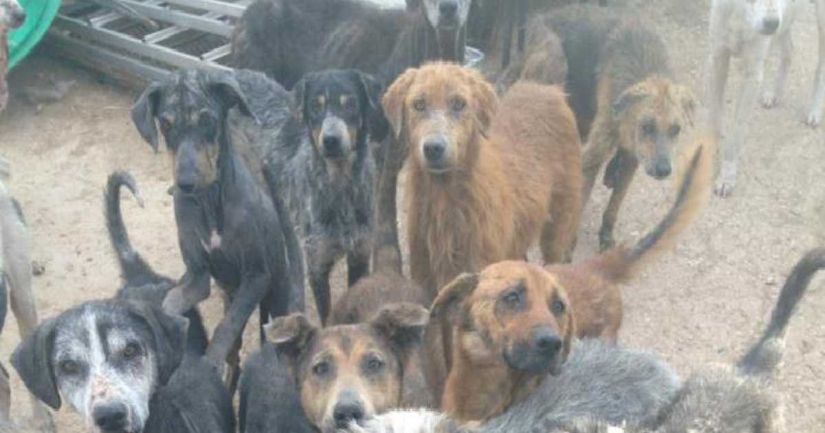 Ernie, tumori e rogna: ritrovati in campagna 80 cani in fin di vita 