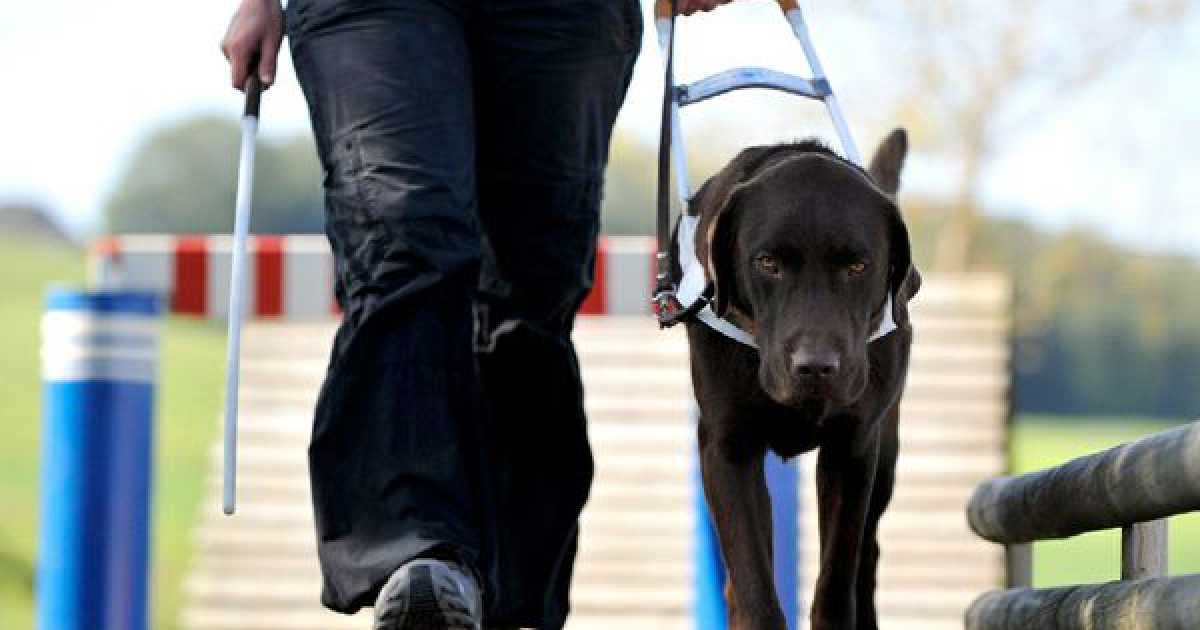 Cani per non vedenti: pochi, prescelti e in prestito. A Bari e provincia solo dieci 