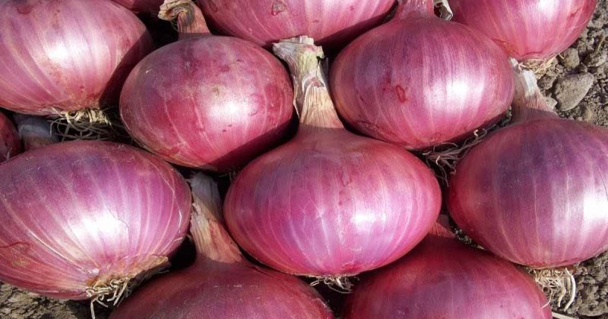 Acquaviva, 20� edizione della ''Festa della cipolla rossa'' in piazza Vittorio Emanuele