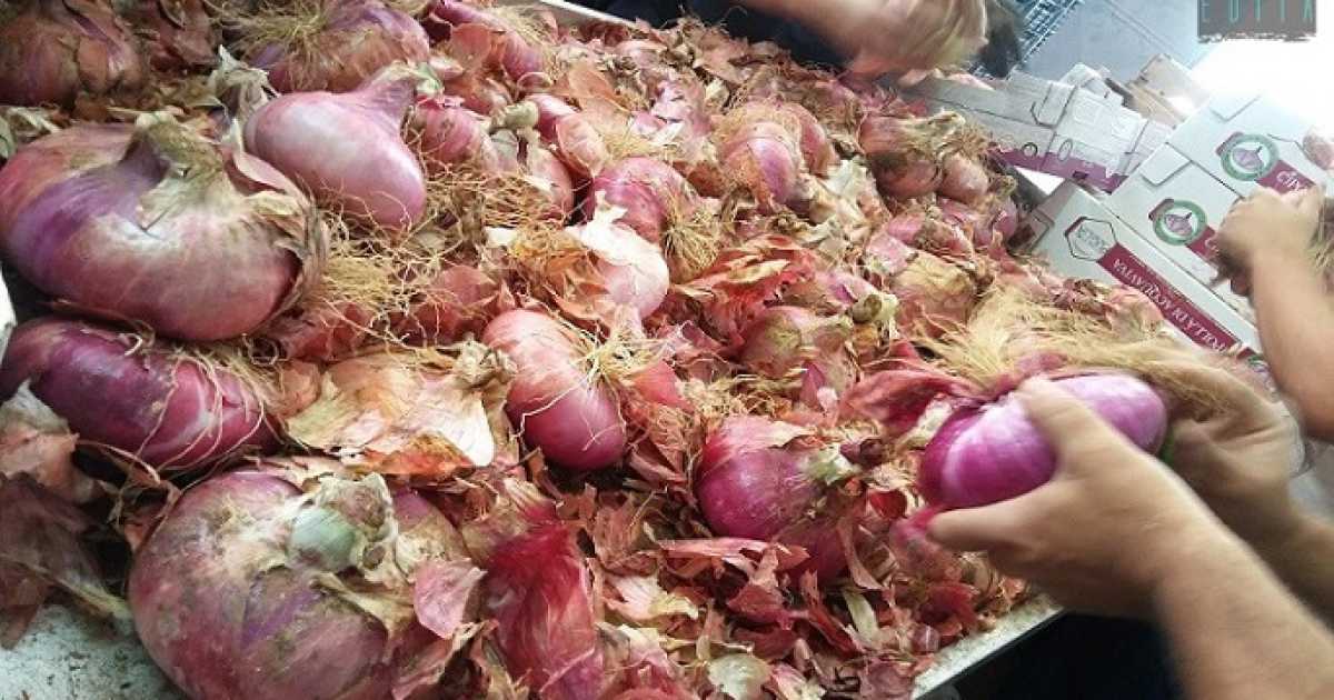Acquaviva, alla scoperta della cipolla rossa: �Inconfondibile, solo lei � cos� dolce�