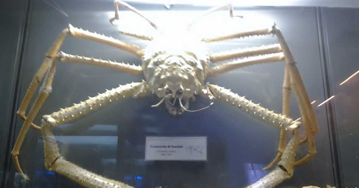 Coccodrilli, leoni e animali deformi: a Bari due musei dell'imbalsamazione