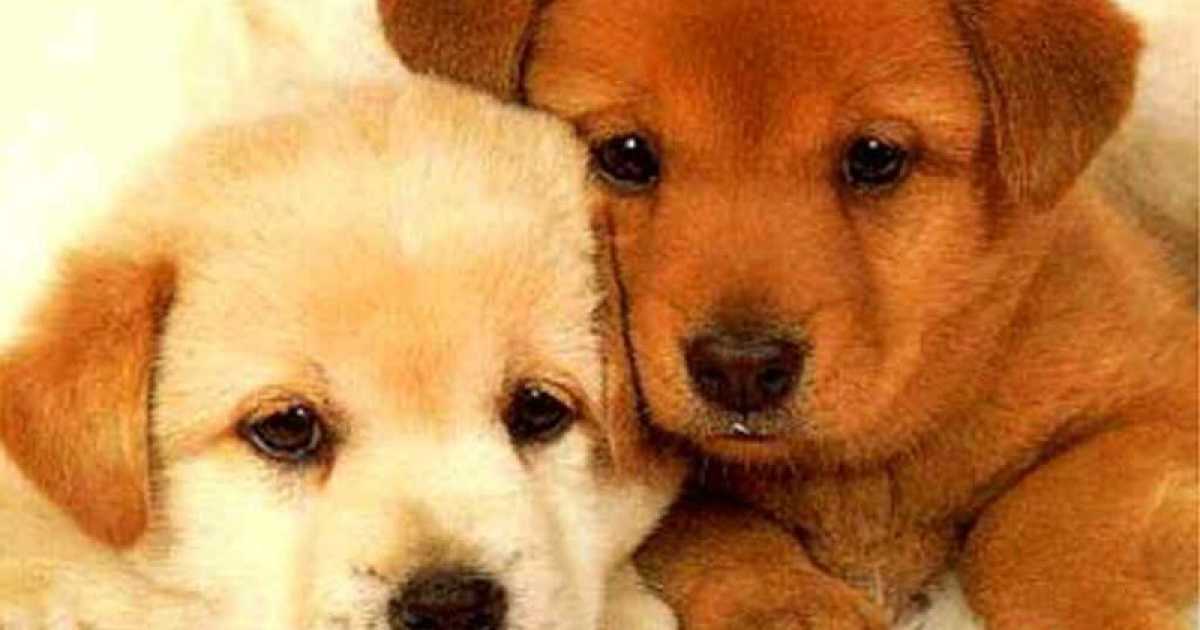 I cani si comprano? C'� chi dice no. Parola a padroni e allevatori