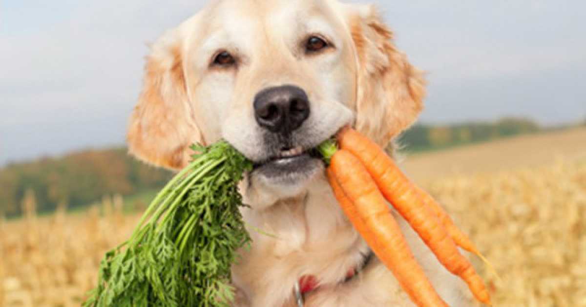 I vegetariani che vietano la carne a cani e gatti. �Si prendessero un coniglio�