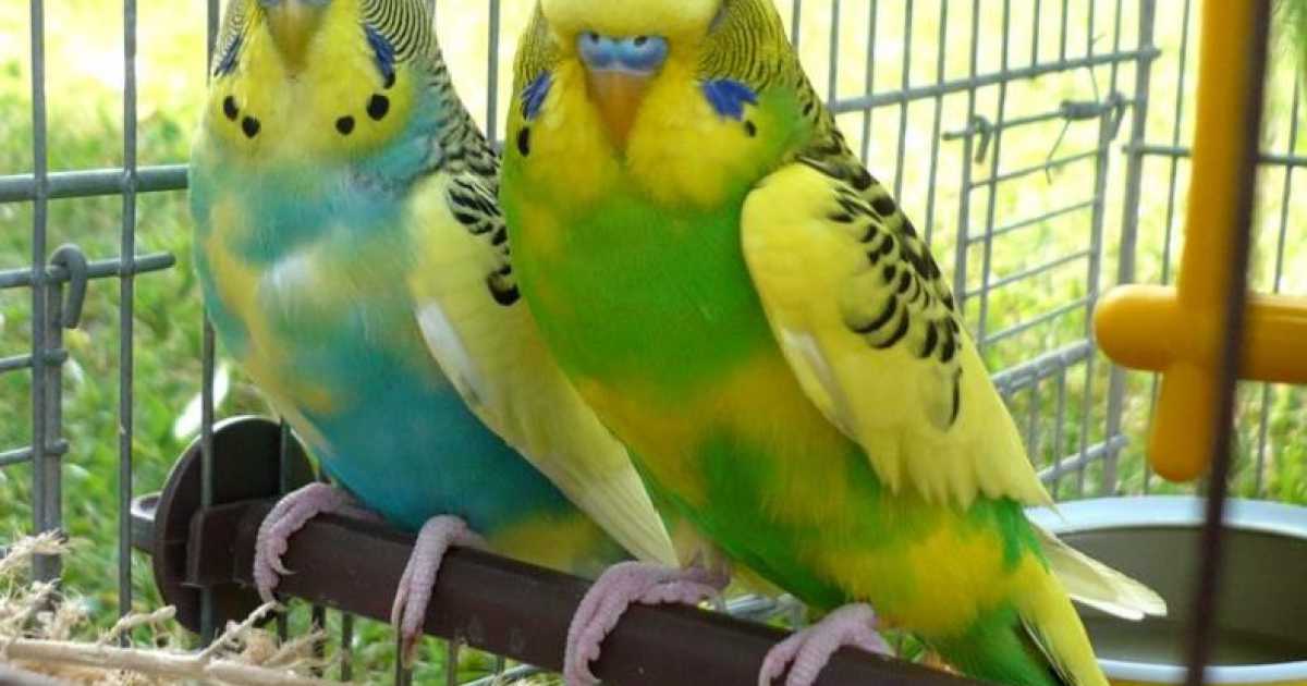 Pappagalli ''in'', criceti ''out'': il mercato dei piccoli animali domestici