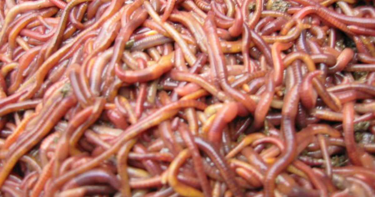 Ad Altamura i lombrichi ''ecologici'': c'� chi li usa per depurare l'acqua