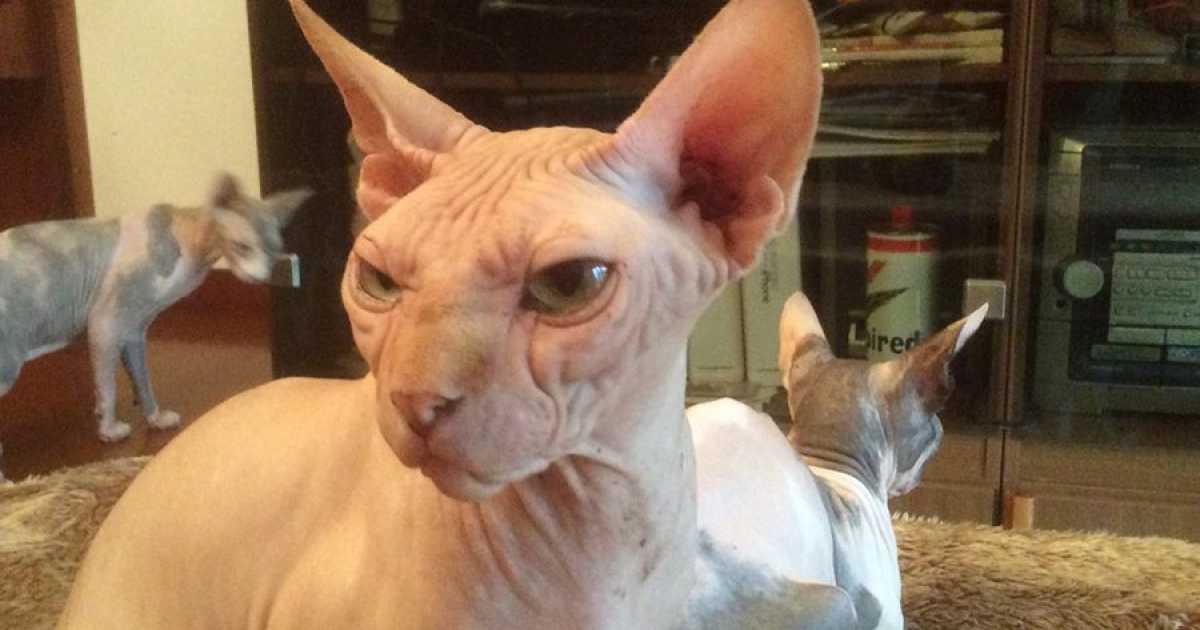Gli sphynx, i ''gatti nudi'': �Sono senza pelo e hanno bisogno di molte cure�