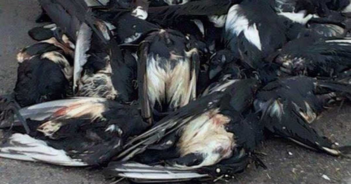 Santo Spirito, muoiono gazze: decine di carcasse per strada. Foto