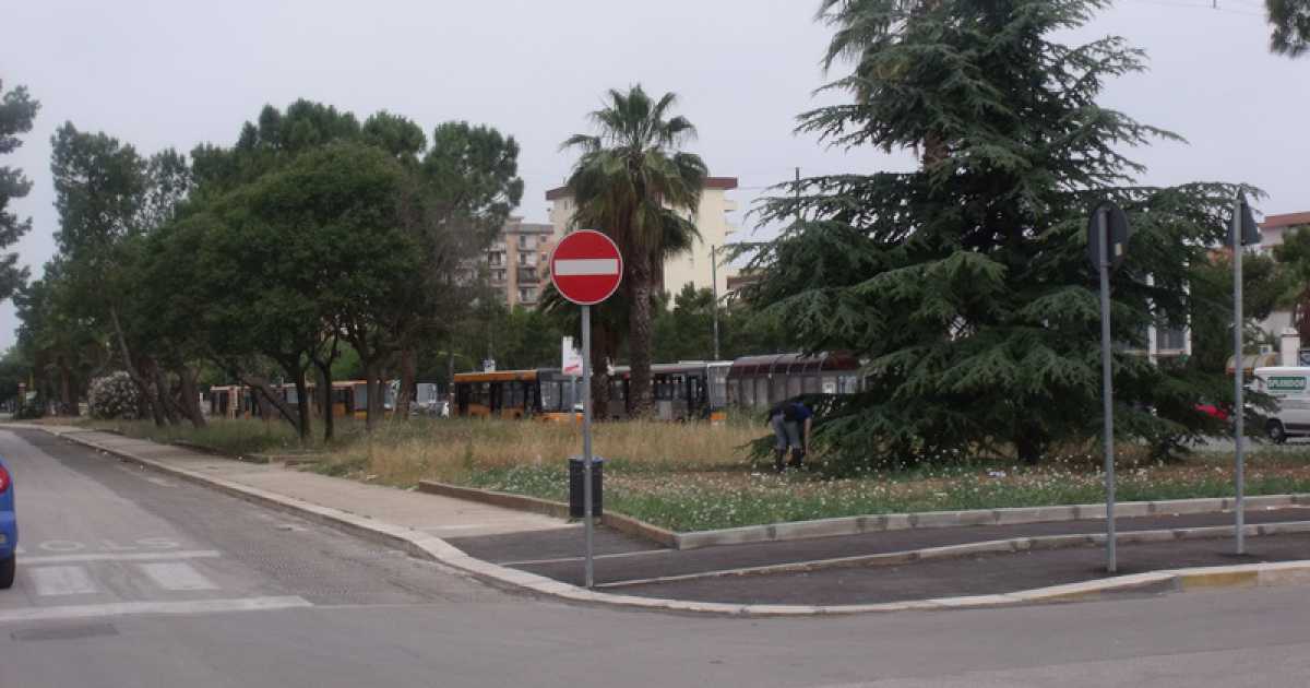 Japigia, stop alla pista ciclabile e nasce il costoso problema dei pini
