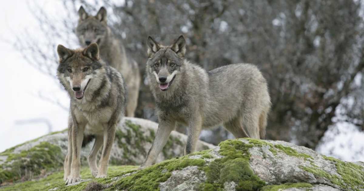 Alta Murgia, allevatori in difesa dei lupi: �Servono a difenderci dai devastanti cinghiali�