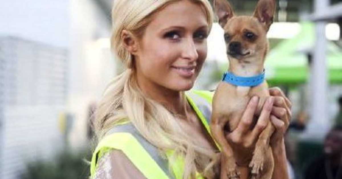 I cani come gli abiti: passano di moda. Che fine hanno fatto yorkshire e husky?