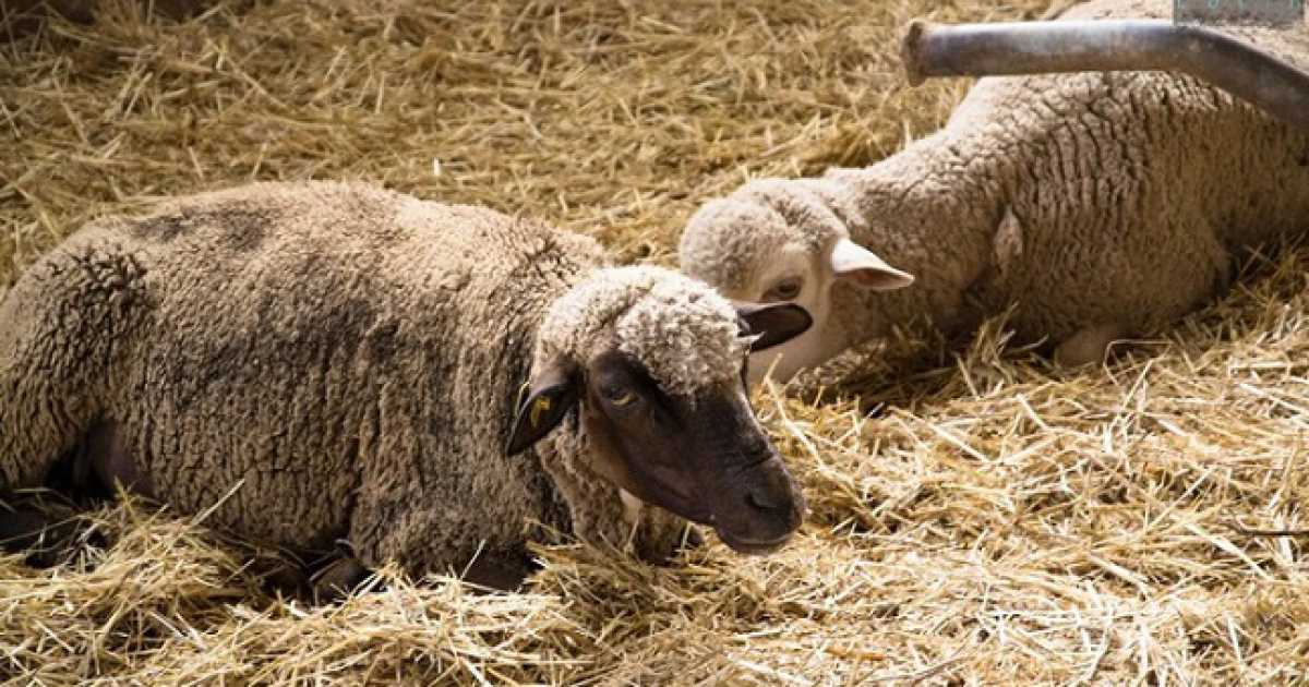  Con "pecore attive" ad Altamura il vello non si butta pi�: �Ci facciamo lana e borse�
