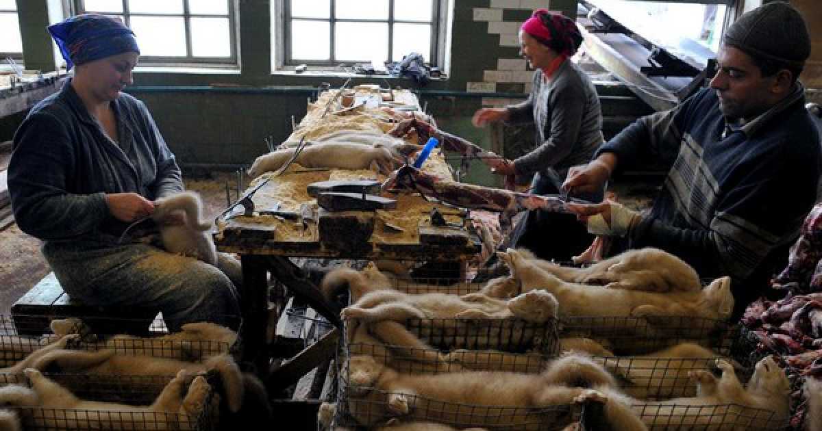 La pelliccia torna di moda, ma gli animalisti non vogliono crederci