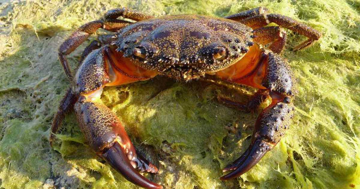 Citt� che vai, nomi di pesci che trovi. Ma la "pelosa" come si chiama in italiano?