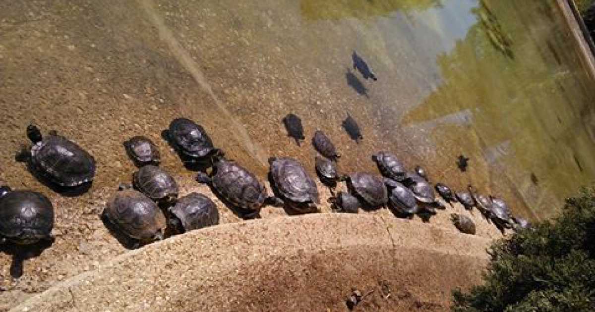 Parco 2 Giugno: �Nel lago tartarughe abbandonate diventano cannibali�