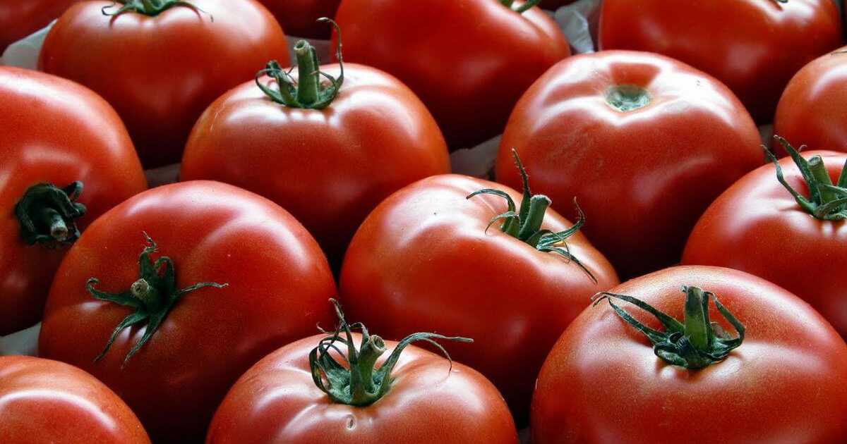 La tecnologia va incontro all'agricoltura: nei campi arriva il ''fruttometro''