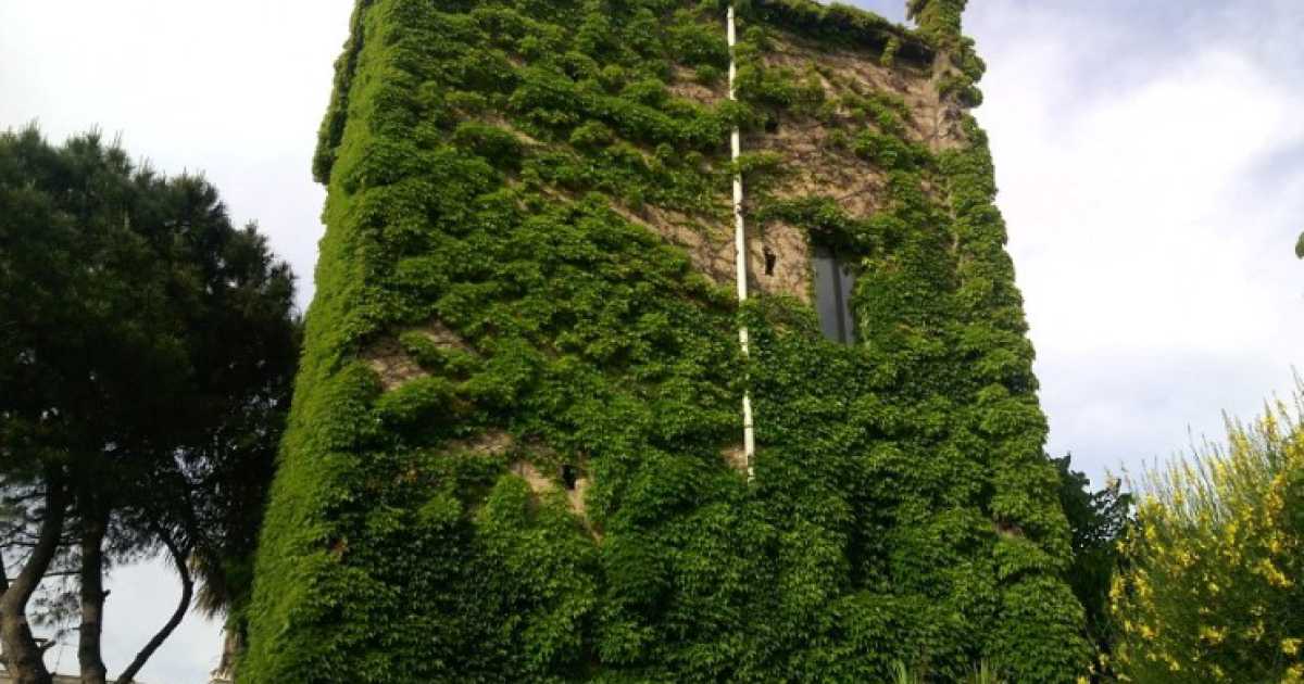 Alla ricerca degli edifici coperti da rampicanti: i casi di Palese e Grumo