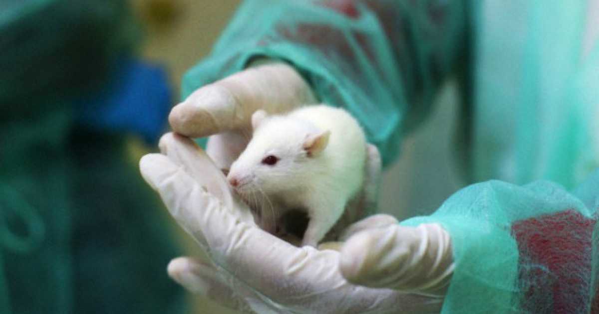 La sperimentazione sugli animali � necessaria? Gli esperti rispondono
