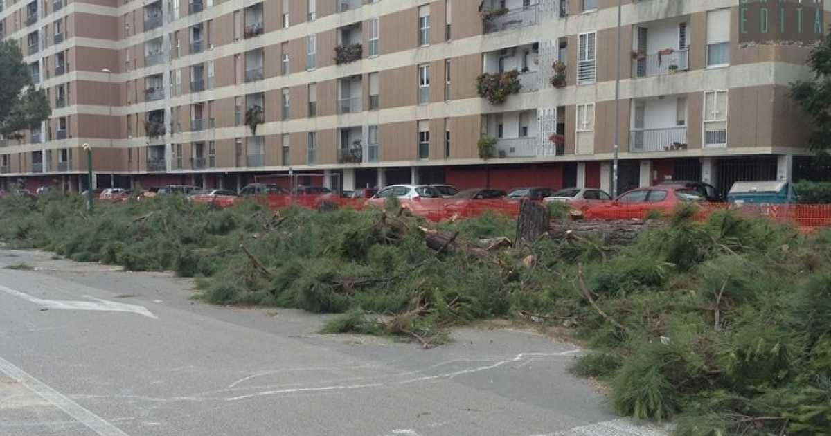 Bari, strage di pini in via Caldarola: �Abbattuti per realizzare una rotatoria�