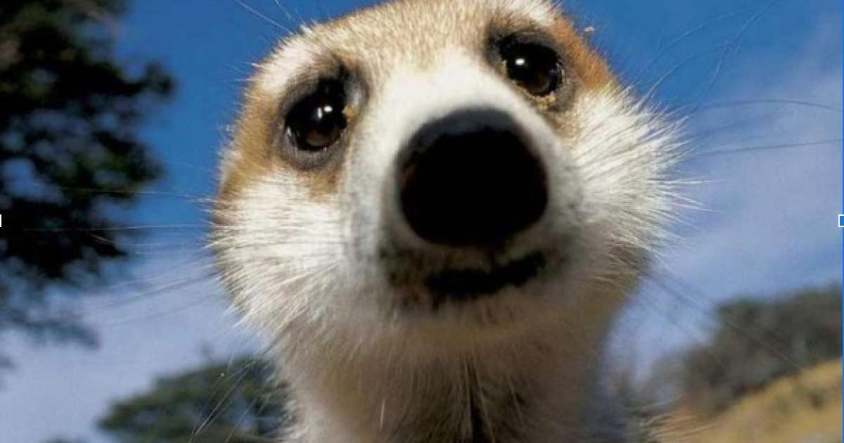 Quanto costa un suricato domestico?