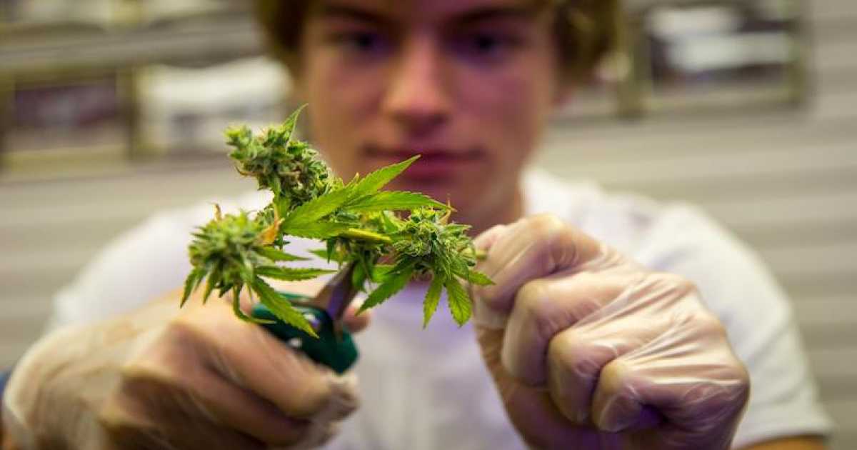 La storia di Andrea il "trimmer": da Bari in California per tagliare la marijuana