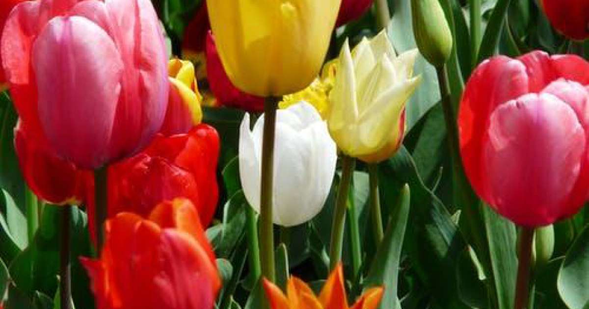 Giardinaggio: come ottenere risultati migliori con i tuoi fiori