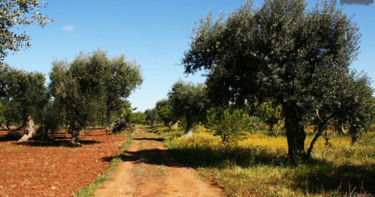 "Camminata tra gli olivi": passeggiata alla scoperta dei segreti dell'olio