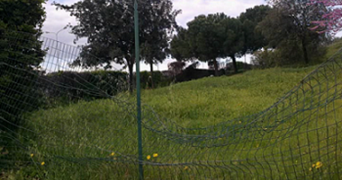 Japigia, a Ecopoli si rubano tranquillamente le piante: il video
