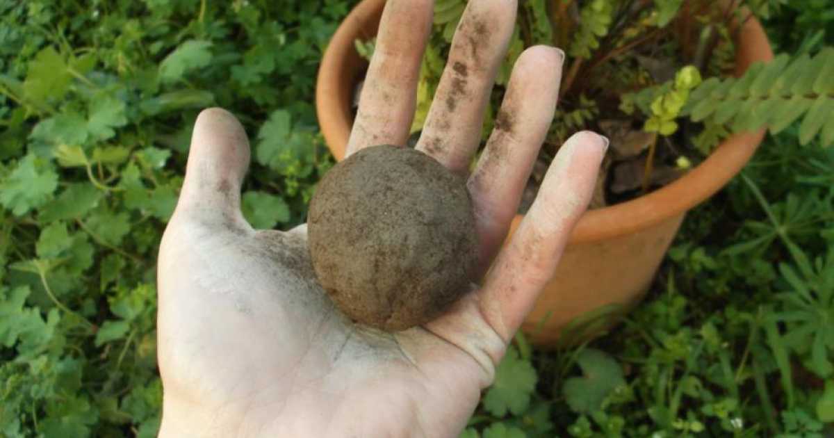 Casamassima, ''bombe'' di semi sui terreni incolti: � il guerriglia gardening