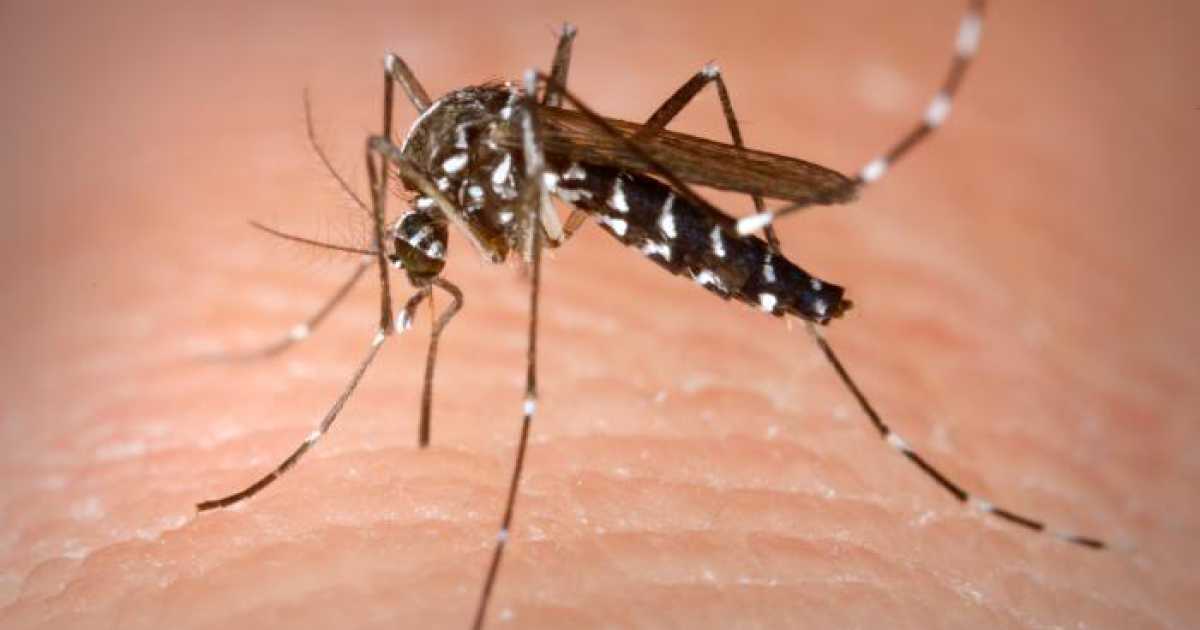 Ottobre: invasione delle zanzare. Da dove ''escono'', come difendersi