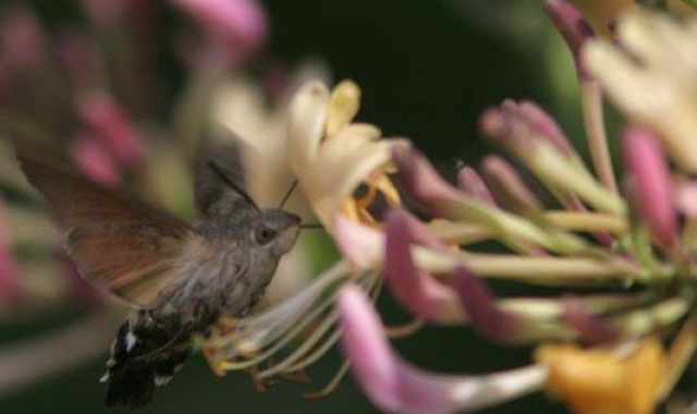 Lama Balice, il biowatching degli insetti: Nel parco pi di cento specie