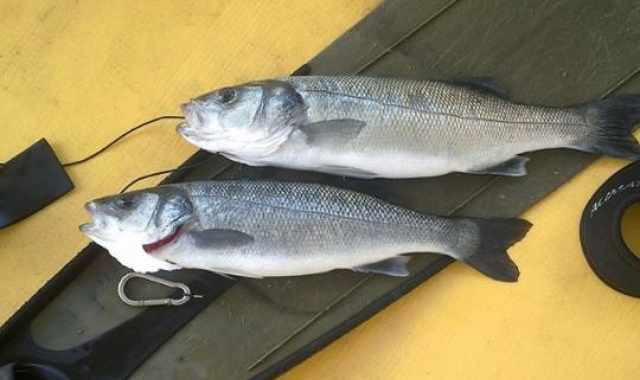 Si rompe la vasca di un allevamento di pesce: tonnellate di spigole in mare
