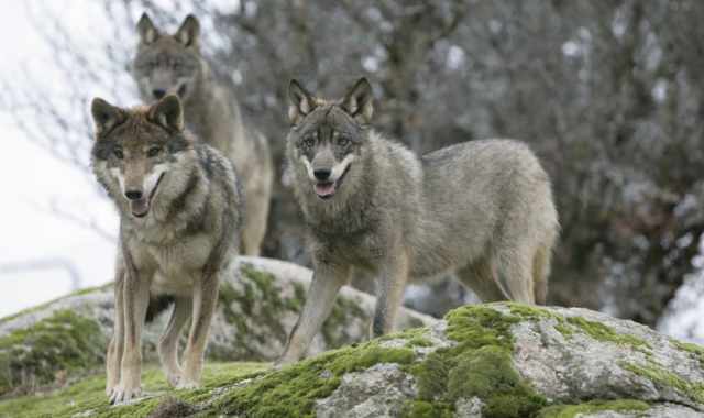 Alta Murgia, allevatori in difesa dei lupi: «Servono a difenderci dai devastanti cinghiali»