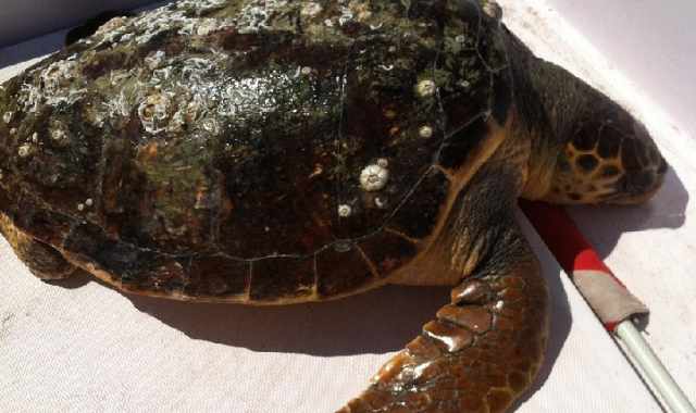 Altra tartaruga morta in mare. Gli ''assassini'': ami, reti ed eliche