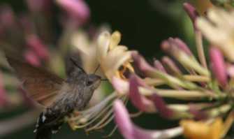 Lama Balice, il biowatching degli insetti: �Nel parco pi� di cento specie�