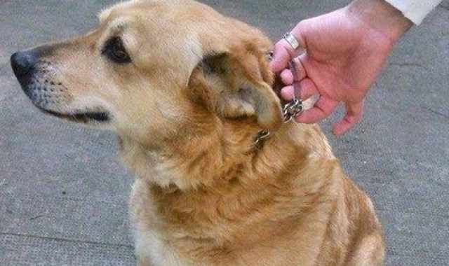 Il Bari fallisce, il cane dello stadio rischia lo sfratto: Aiutiamo Linda