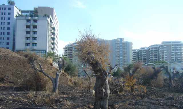 Gli ulivi bruciati all'ombra dei palazzi in costruzione: foto