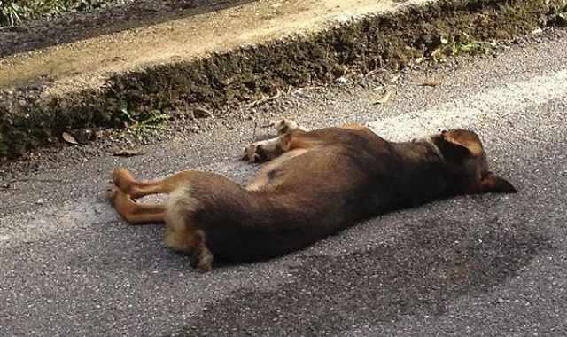 Un animale ferito per strada? A Bari nessuno potr soccorrerlo