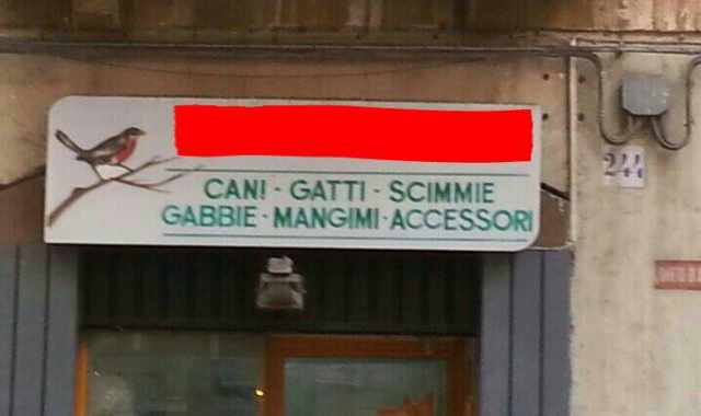 Bari, in via Dante c' un negozio che vende scimmie: ma  illegale